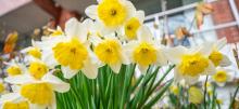 A cluster of daffodil flowers