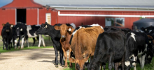 Herd of cows on a farm