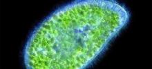 Paramecium Bursaria Cell