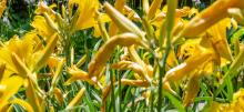 A garden of yellow day lilies 