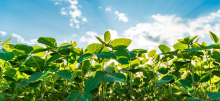 Soy beans plants in the sun