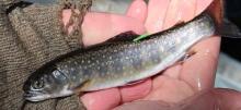 Person holding a small trout