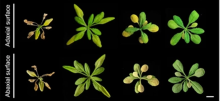 Diagram of growing arabidopsis mutants under high light conditions