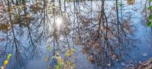 Trees reflecting on a river