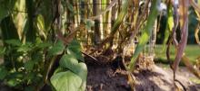 Dry beans growing in plant cage