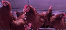 Chickens in a coop