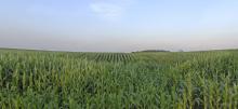 Cropland in daytime