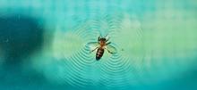 Bee swimming