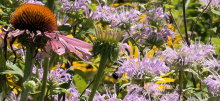Close up picture of purple flowers with green leaves and yellow sunflowers