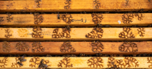 A colony at the Pollinator Performance Center
