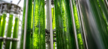 Tubes filled with neon green liquid
