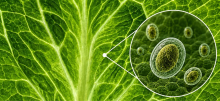 close up picture of bacteria on a piece of lettuce 
