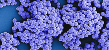 Bacteria