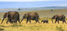 3 adult elephants and 2 baby elephants walking in a grassy area