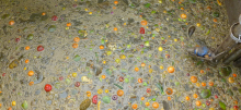 Anaerobic Digestion 