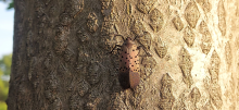 Spotted lanternfly on a tree