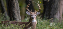 Photo of a deer standing in a forest