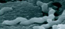 Campylobacter found on chicken